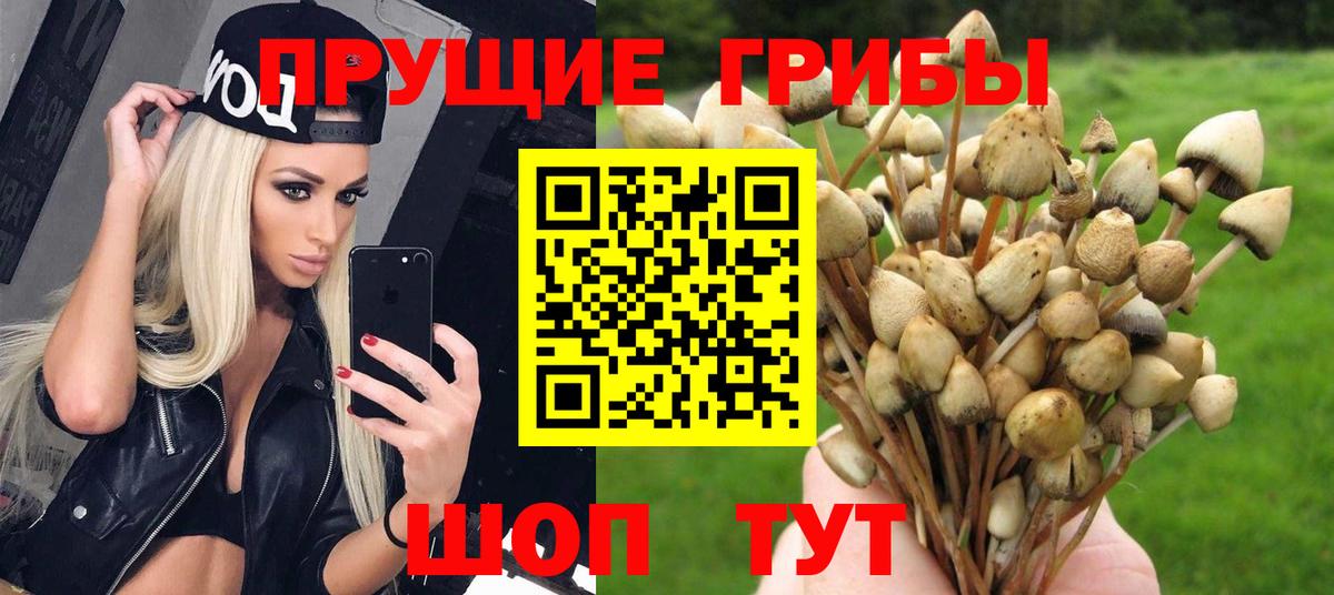 Псилоцибиновые грибы MAGIC MUSHROOMS  Вход с VPN  Вятские Поляны 
